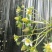 草莓