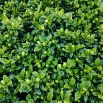 栀子花