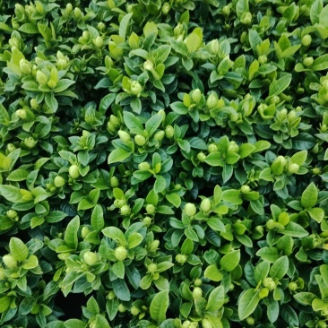 栀子花