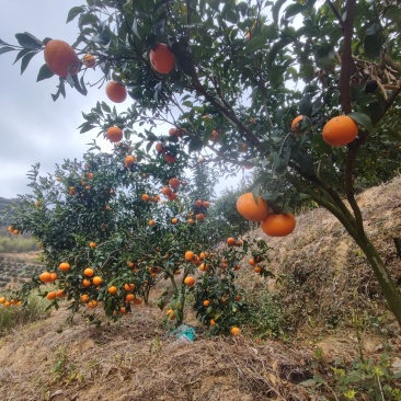 沃柑
