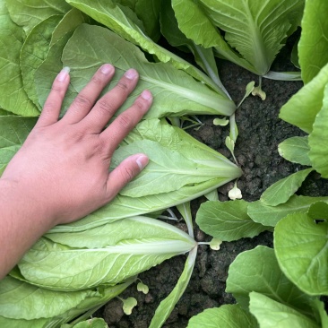 山东万亩叶菜产地全年供应电商专用一次性黑框快菜小白菜