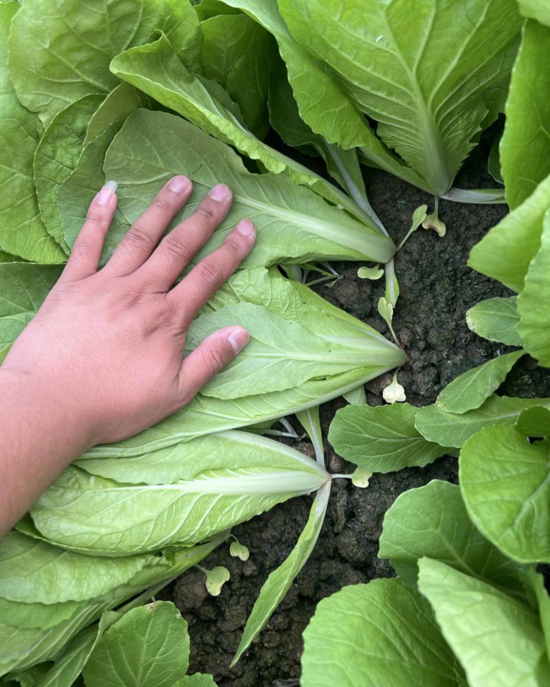 山东万亩叶菜产地全年供应电商专用一次性黑框快菜小白菜