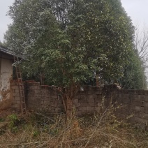 桂花树