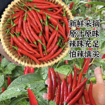 海南儋州：小米辣，1-20元价格以内。