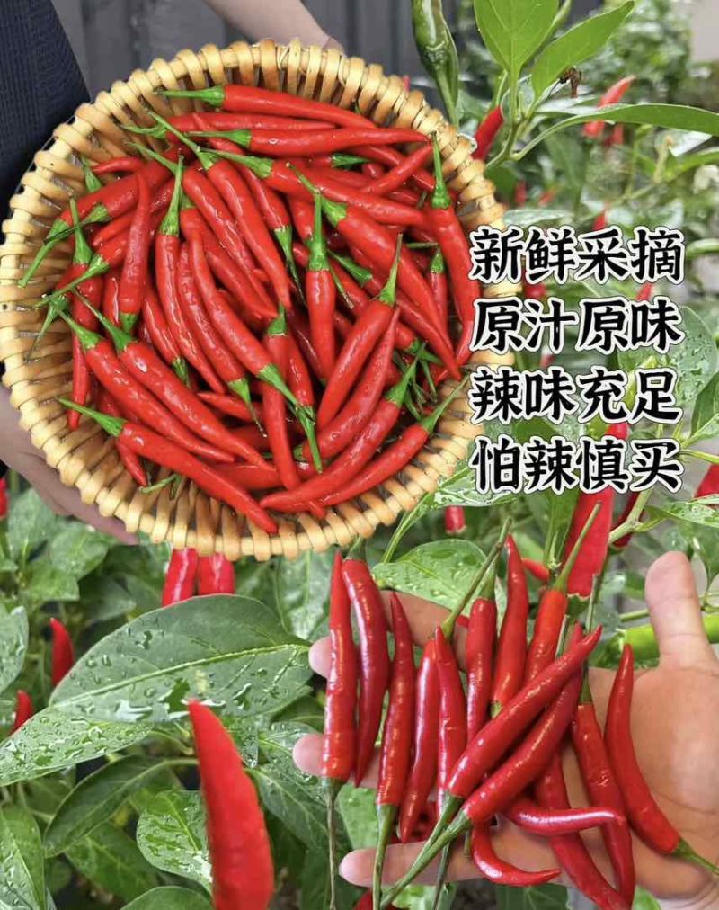 海南儋州：小米辣，1-20元价格以内。