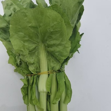 山东万亩叶菜产地季节性供应市场、电商快菜苔小白苔