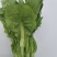山东万亩叶菜产地季节性供应市场、电商快菜苔小白苔