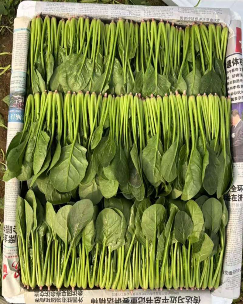 山东万亩叶菜产地全年供应精品、两排、两排半、三排精品菠菜、