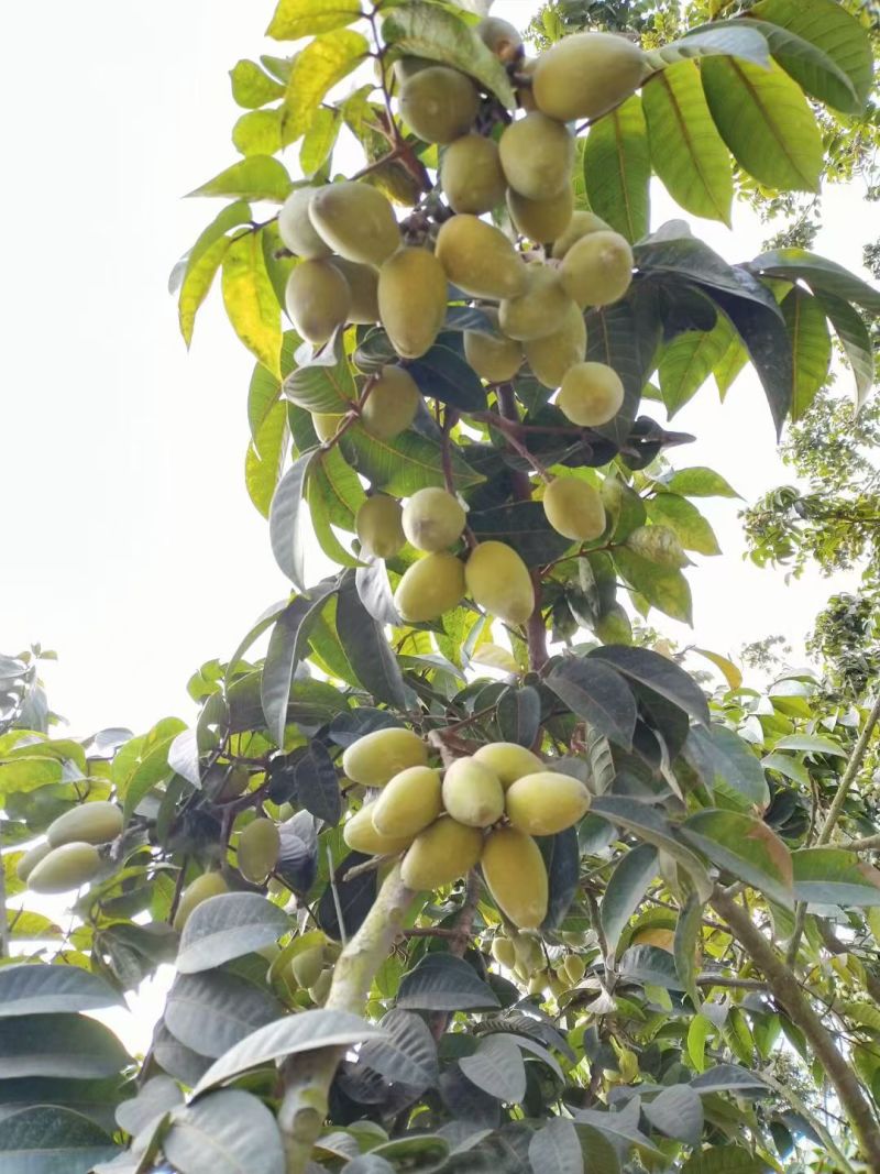 潮汕正宗甜种橄榄