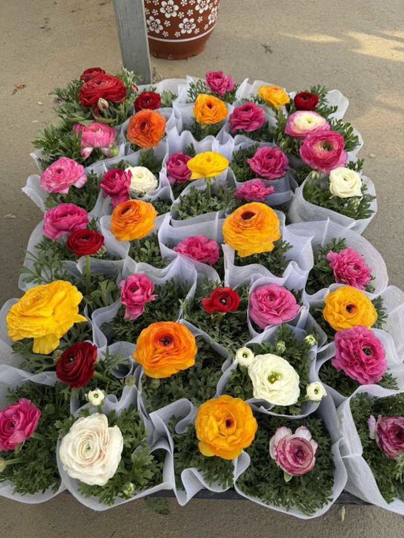花毛茛带花