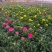 花毛茛带花