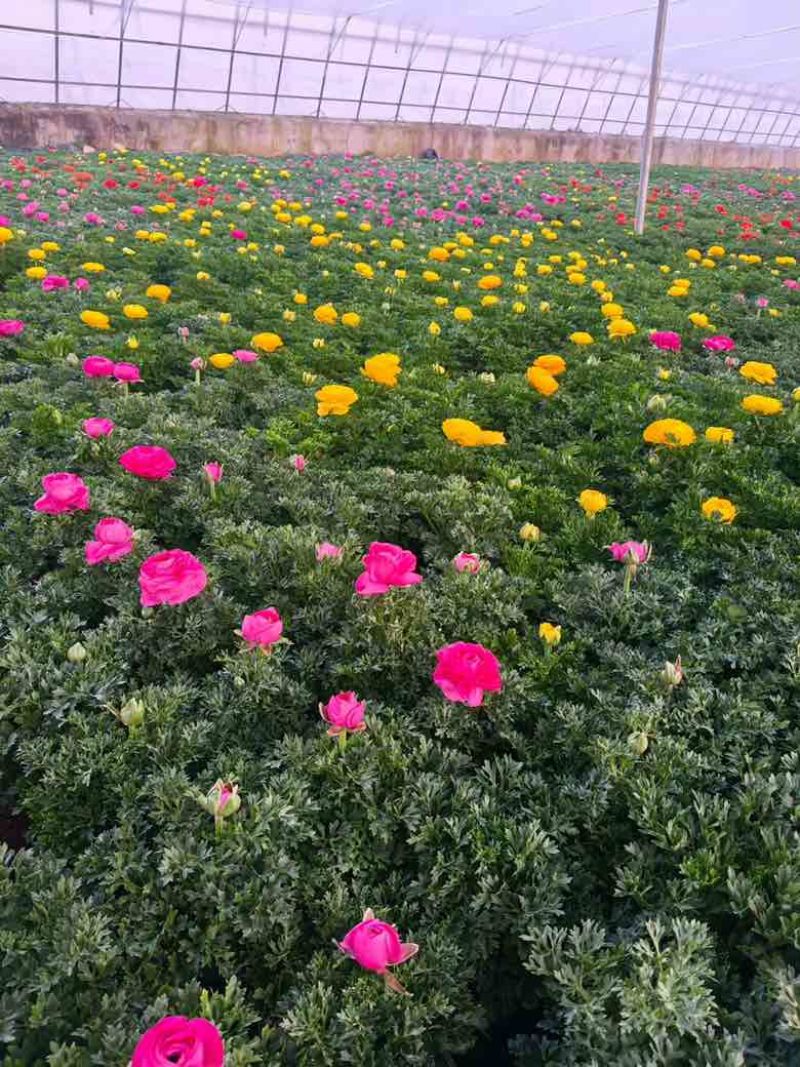 花毛茛带花