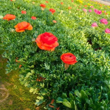 花毛茛带花