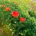 花毛茛带花