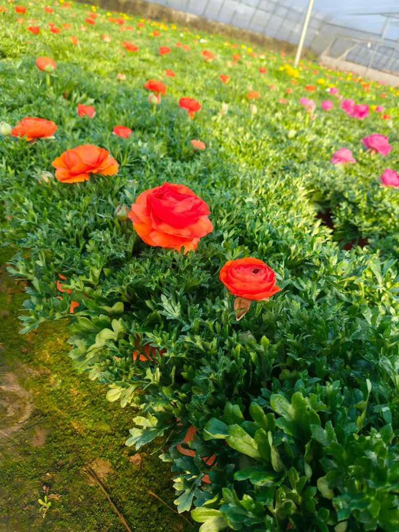 花毛茛带花