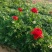 花毛茛带花