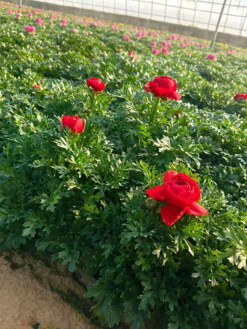 花毛茛带花