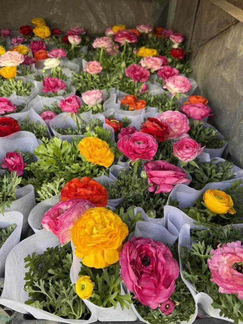 花毛茛带花