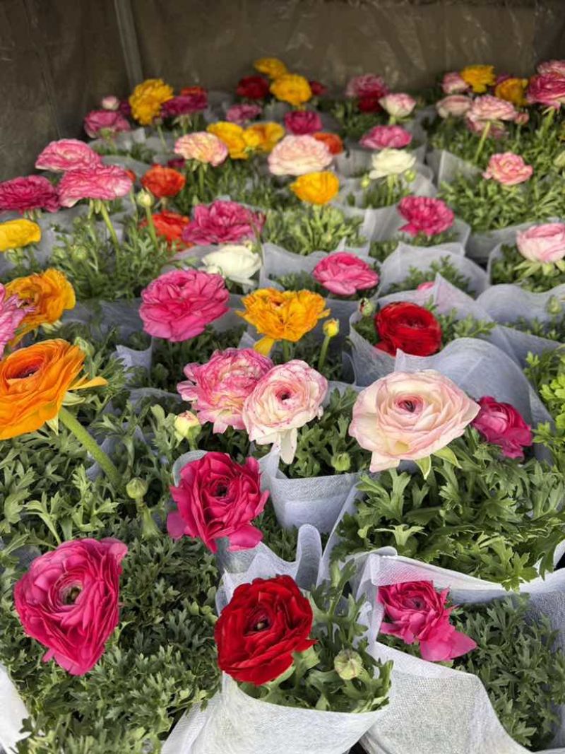 花毛茛带花