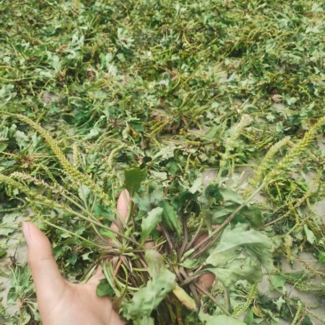 野生车前草水洗晒干全草包邮价