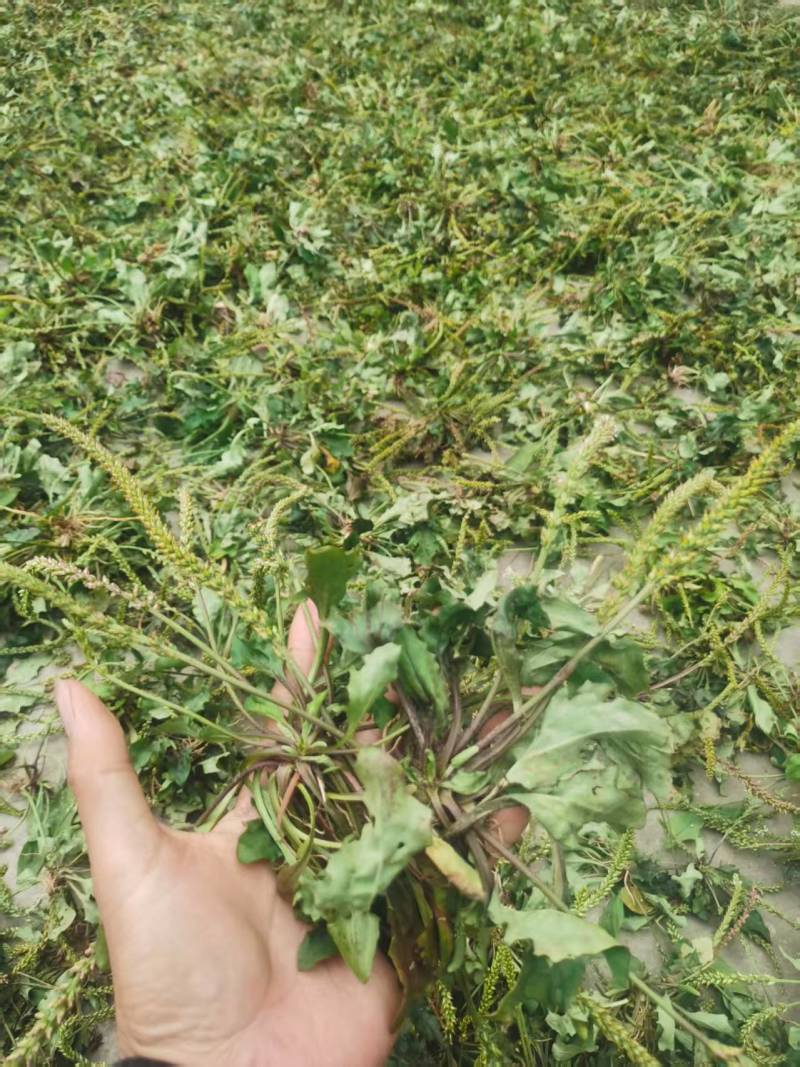 野生车前草水洗晒干全草包邮价