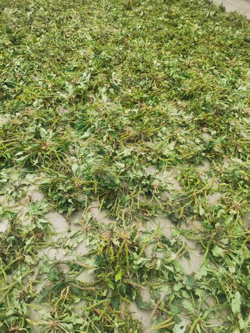 野生车前草水洗晒干全草包邮价
