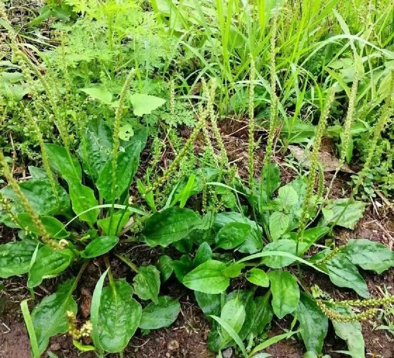 野生车前草水洗晒干全草包邮价