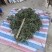 野生车前草水洗晒干全草包邮价