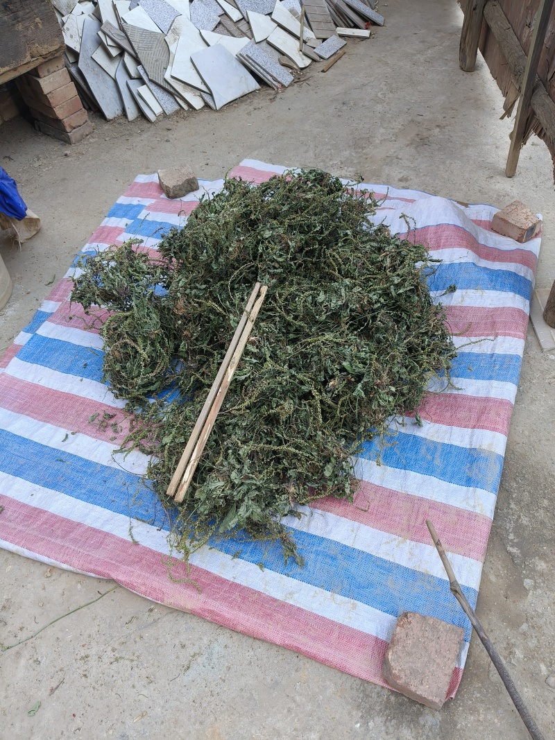 野生车前草水洗晒干全草包邮价