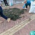 野生车前草水洗晒干全草包邮价