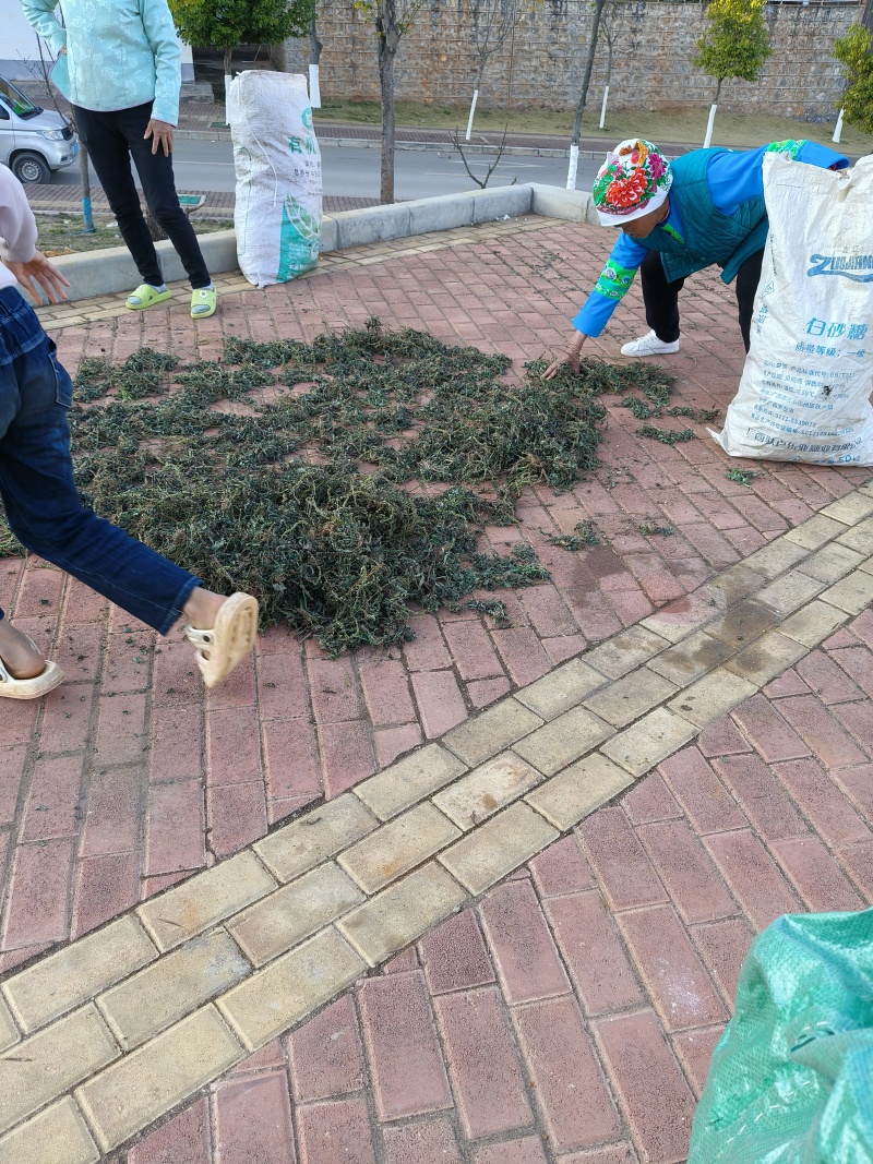 野生车前草水洗晒干全草包邮价