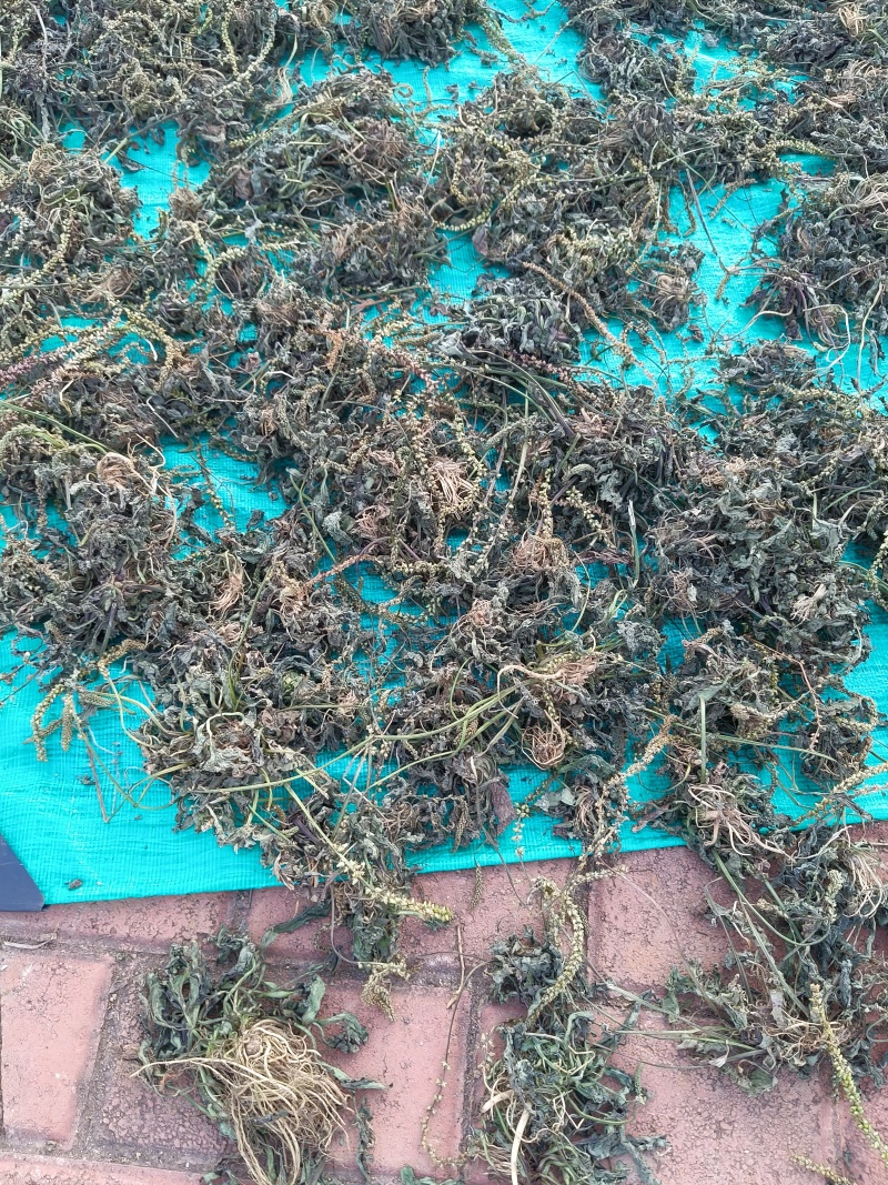 野生车前草水洗晒干全草包邮价