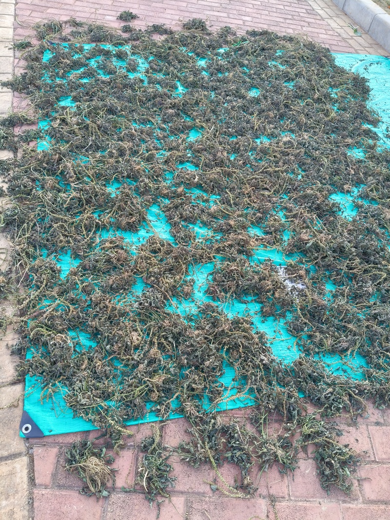 野生车前草水洗晒干全草包邮价