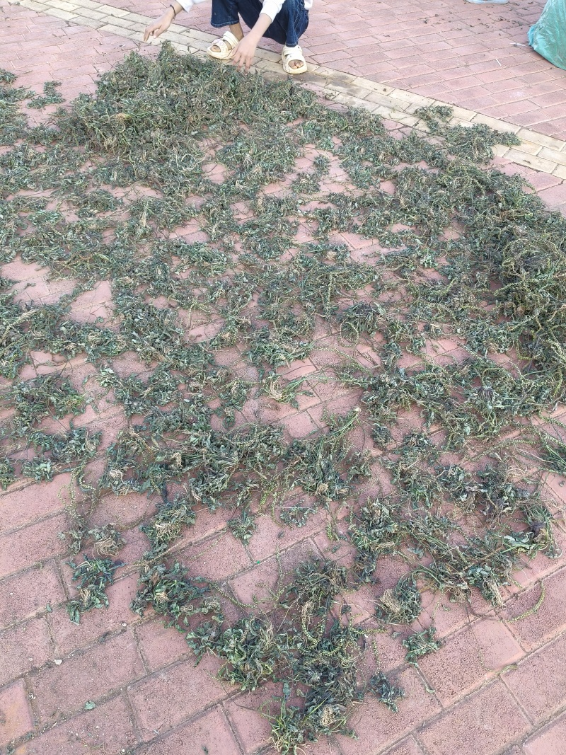 野生车前草水洗晒干全草包邮价