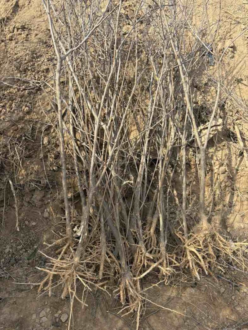 文冠果树苗量大，高度2.5米至3米，直杆分叉都有