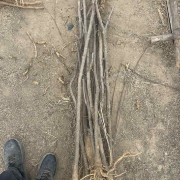 文冠果树苗量大，高度2.5米至3米，直杆分叉都有