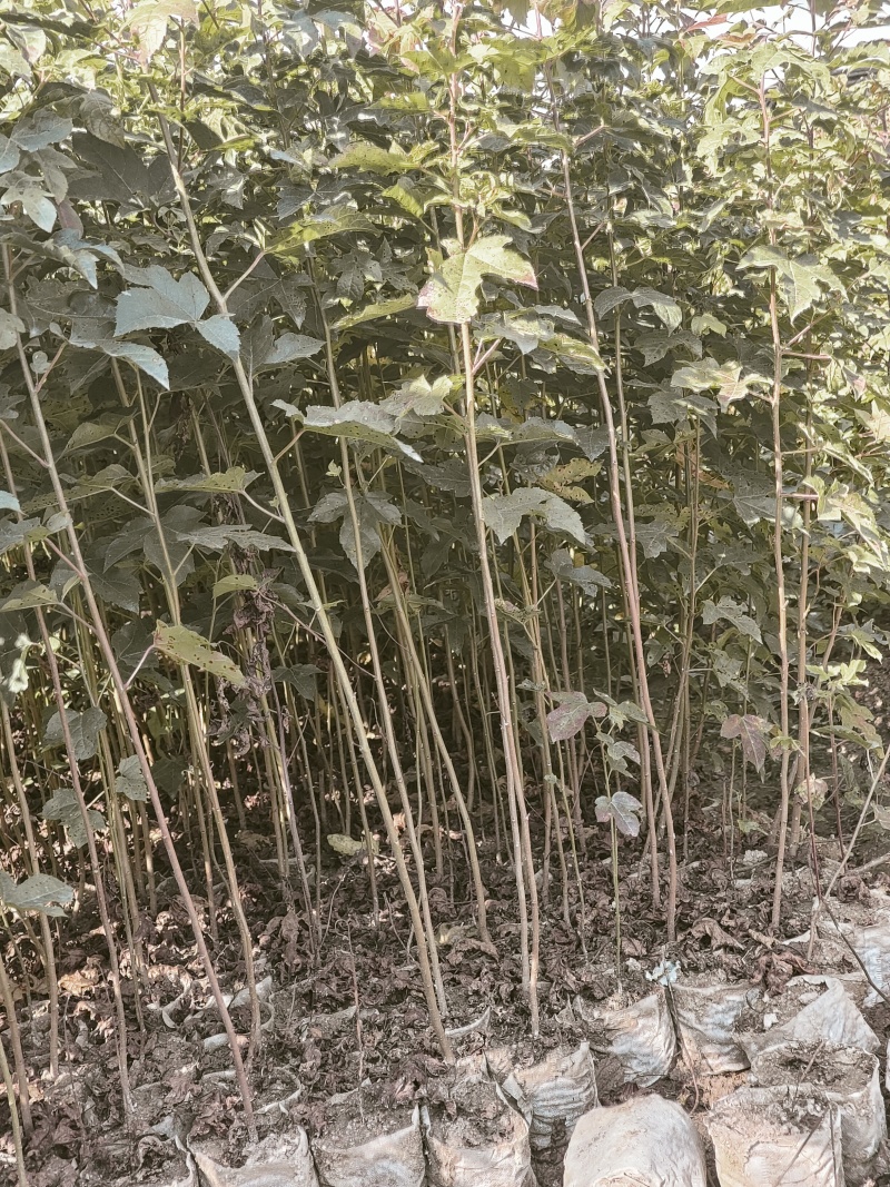 造林树苗