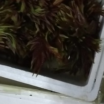 香椿