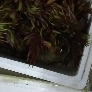 香椿