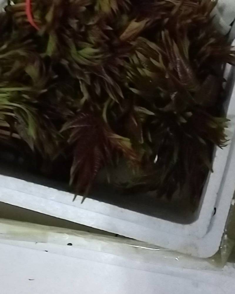 香椿