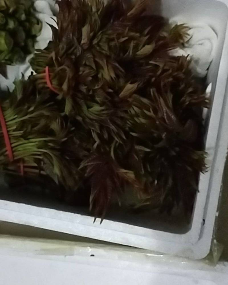 香椿