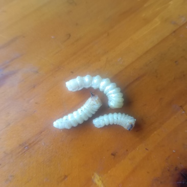 斗米虫供应