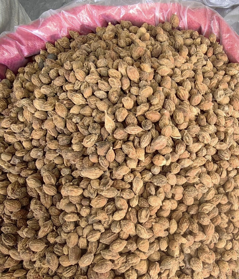 益智果