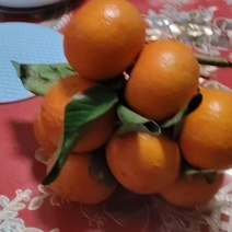 我有一万多沃柑要出售
