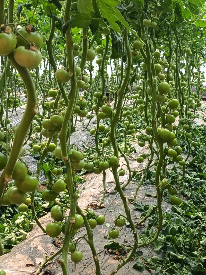 口感大番茄主要是普罗旺斯，913，一虎三以上。