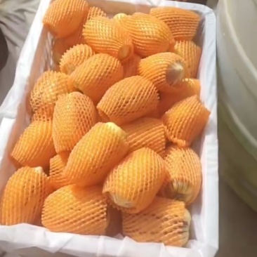 人参果
