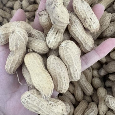 黑花生大量有货精选果