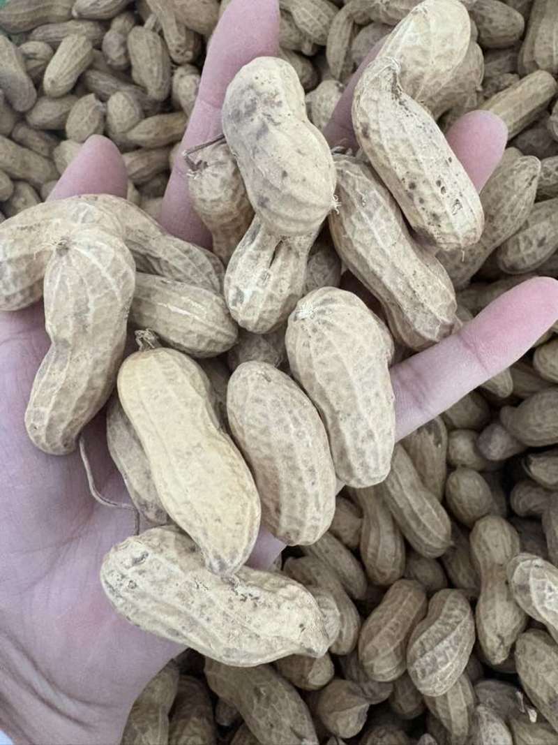 黑花生大量有货精选果