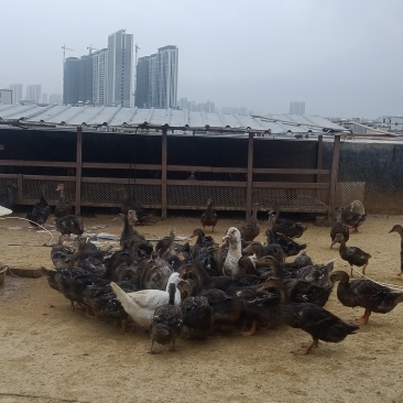 5斤左右走地麻鸭