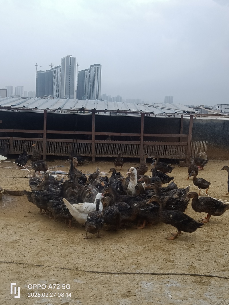 5斤左右走地麻鸭